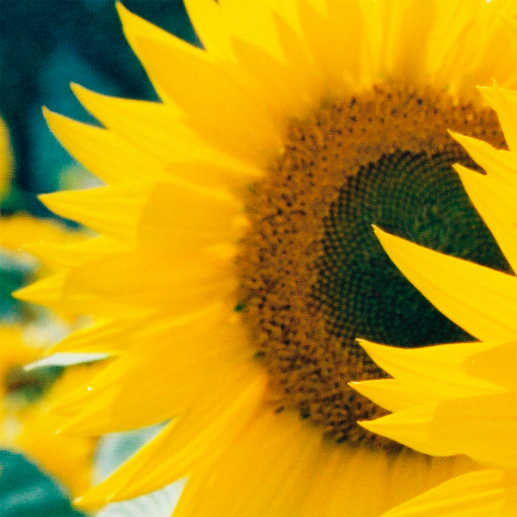 Krmiva a krmné směsi